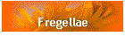 Fregellae