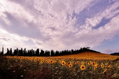 GIRASOLI3