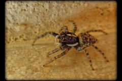 jumping Spider